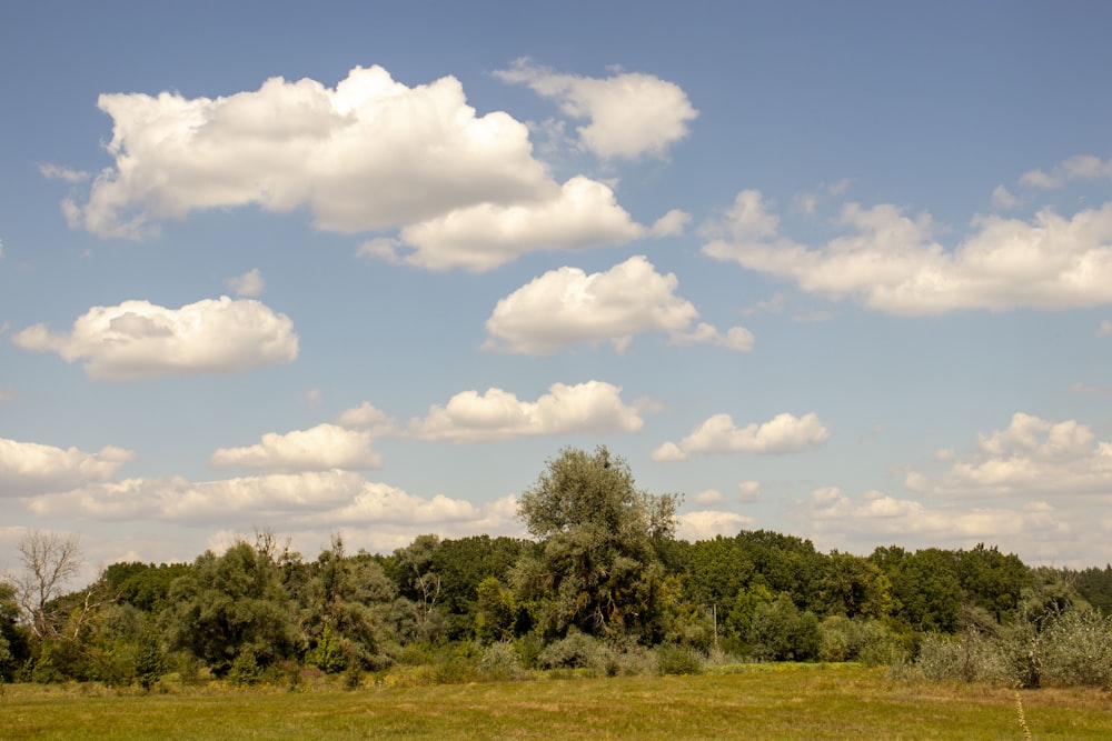 green trees under white clouds and blue sky during daytime