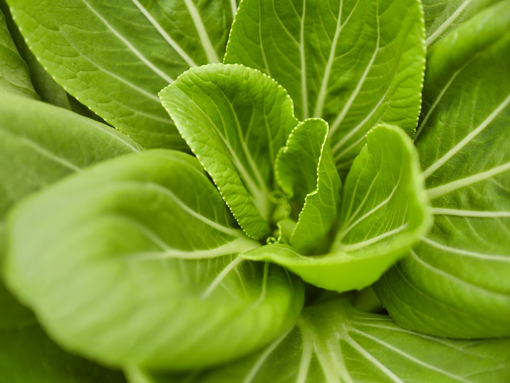 green leaves in macro lens