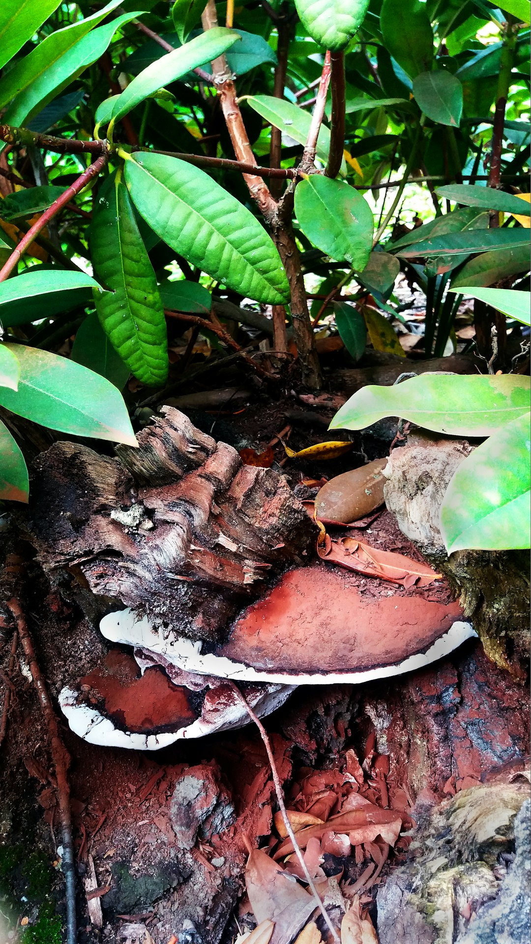 green leaves on brown soil