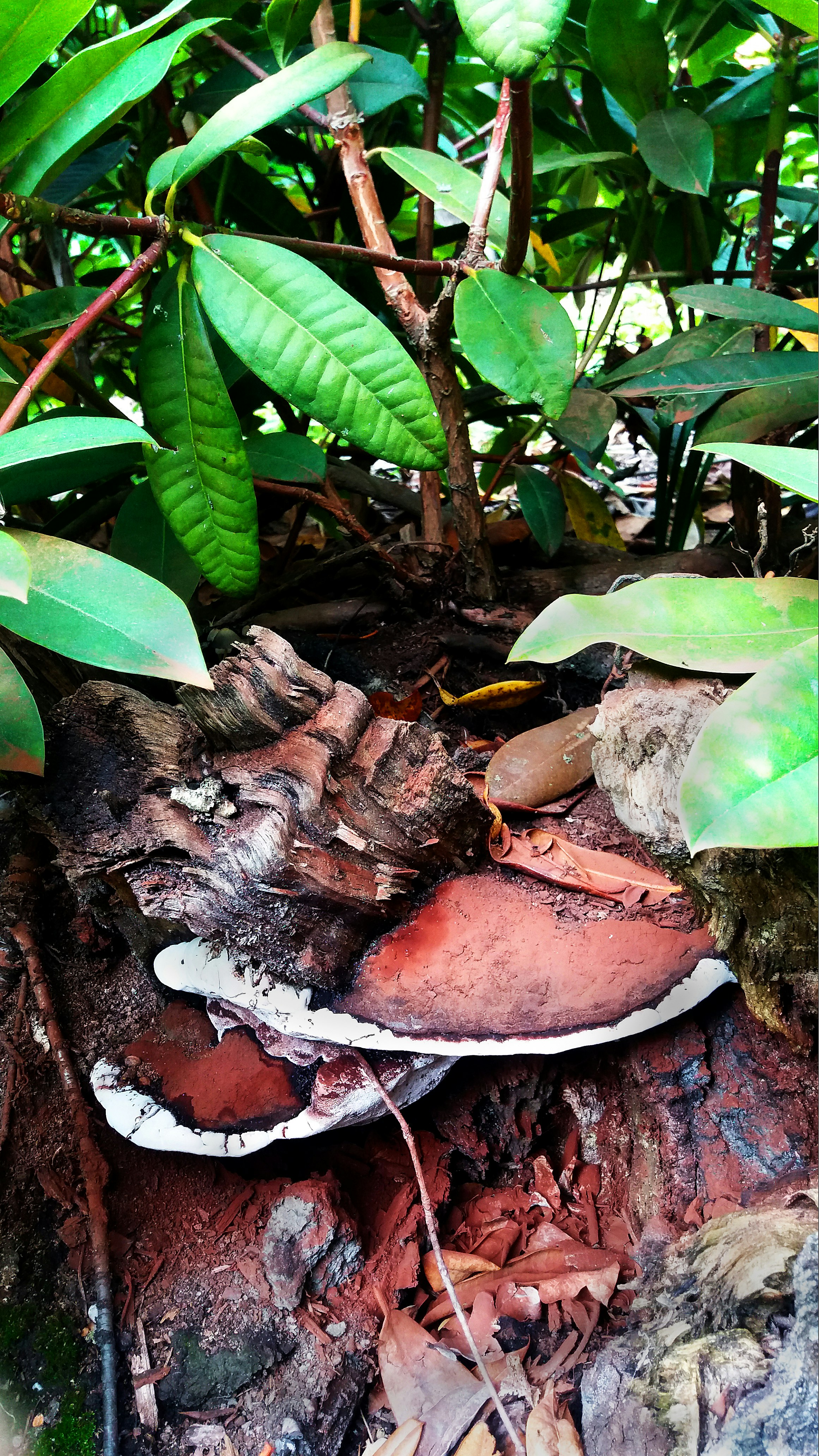 green leaves on brown soil