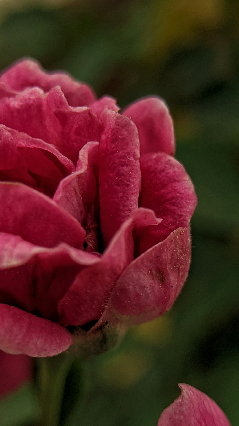 pink flower in macro shot