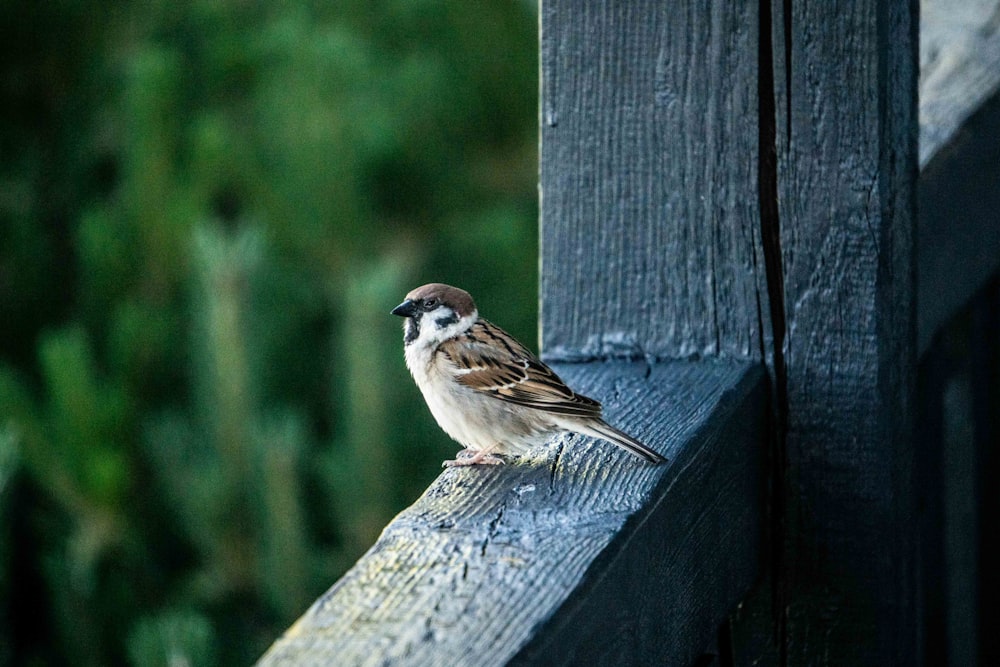 brown and white bird on gray wooden fence during daytime