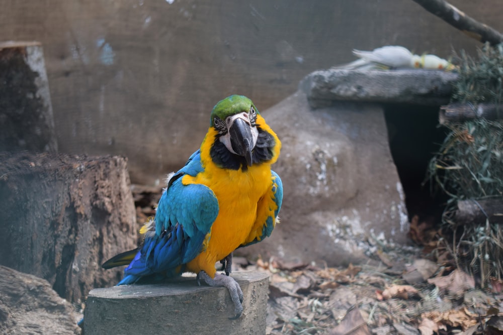 blue yellow and green parrot