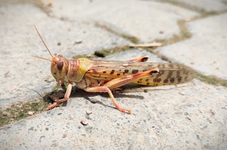 A grasshopper with a detailed exoskeleton featuring a mix of yellow and brown hues, resting on a concrete surface with patches of moss and small stones.