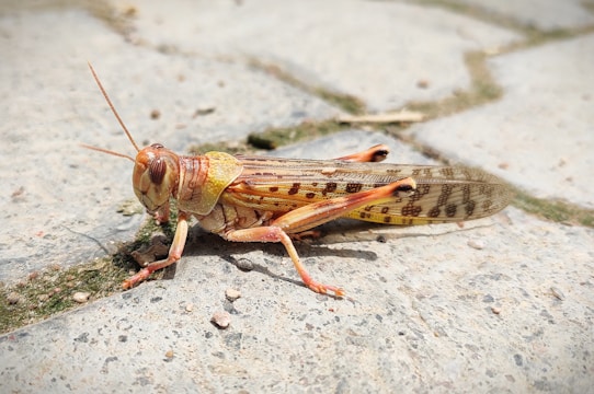A grasshopper with a detailed exoskeleton featuring a mix of yellow and brown hues, resting on a concrete surface with patches of moss and small stones.