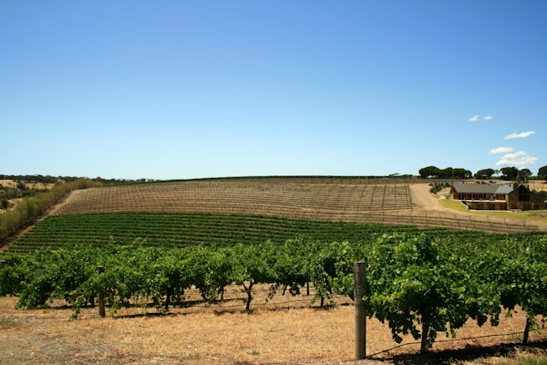 Barossa Valley