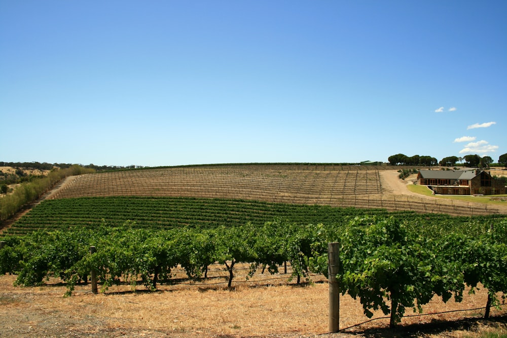 Grünes Grasfeld unter blauem Himmel tagsüber