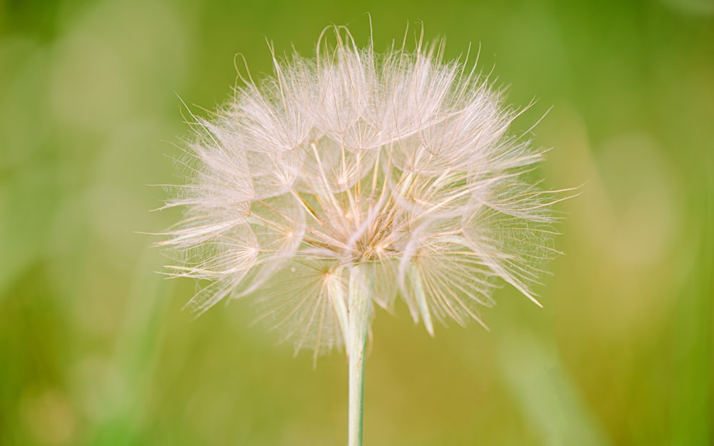 white dandelion in close up photography