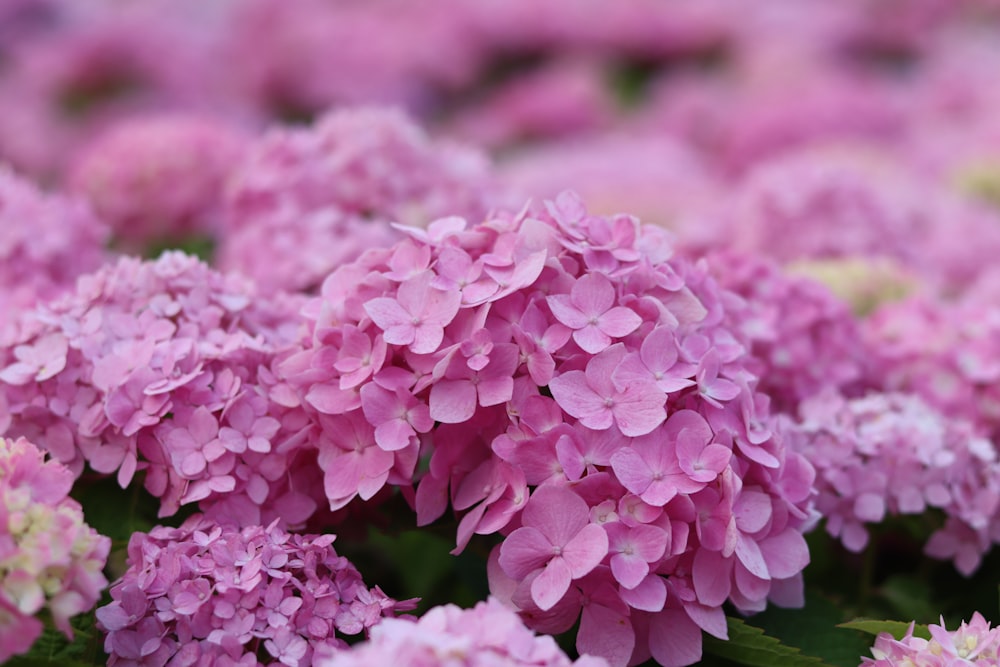 pink flowers in tilt shift lens