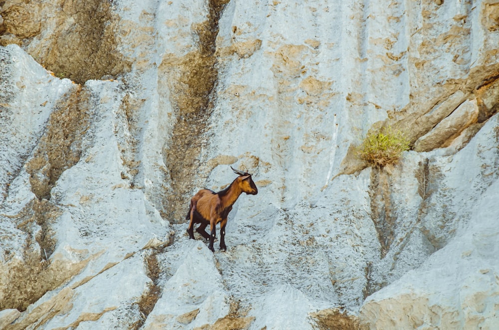 brown and white goat on gray rock