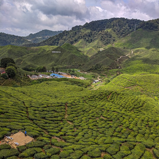 None in Agro-Technology Park Mardi Cameron Highlands Malaysia