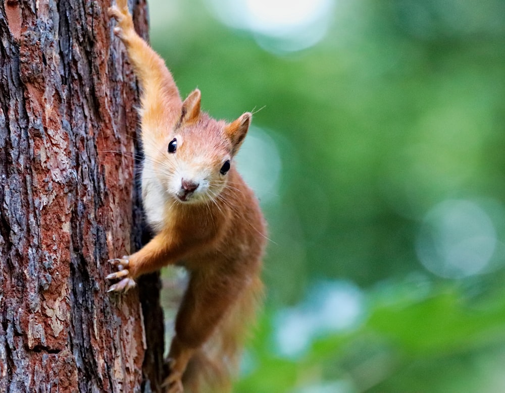 brown squirrel on brown tree trunk during daytime