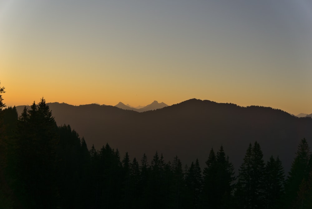 silhouette of trees during sunset