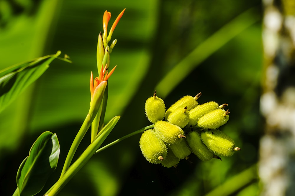 yellow and green flower bud in macro shot