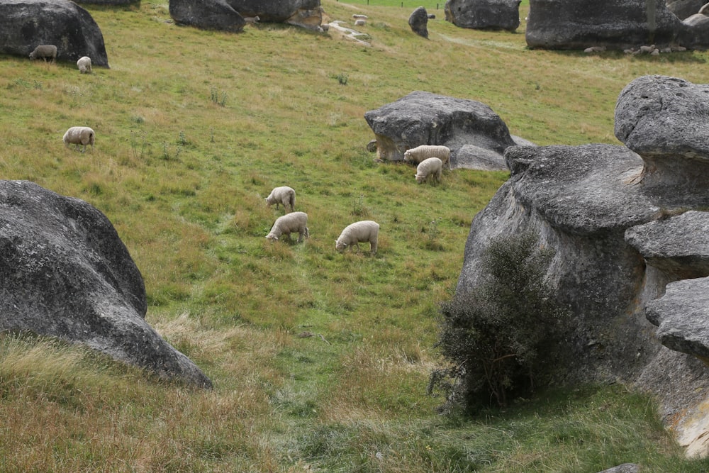 groupe de moutons sur un champ d’herbe verte pendant la journée