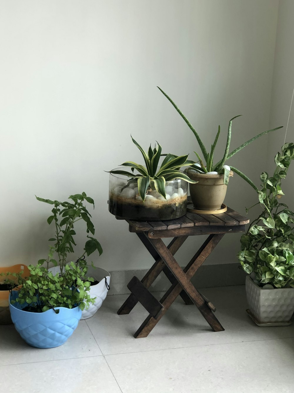 green plant on brown wooden table