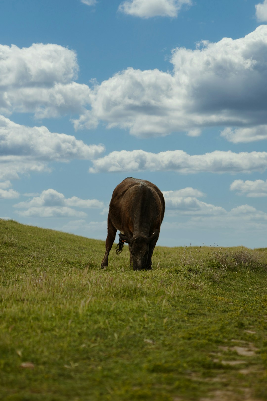 brown cow on green grass field under white clouds and blue sky during daytime