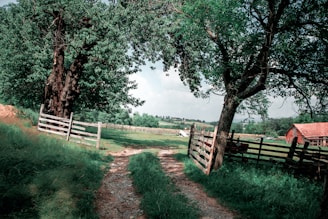 green grass field with brown wooden fence