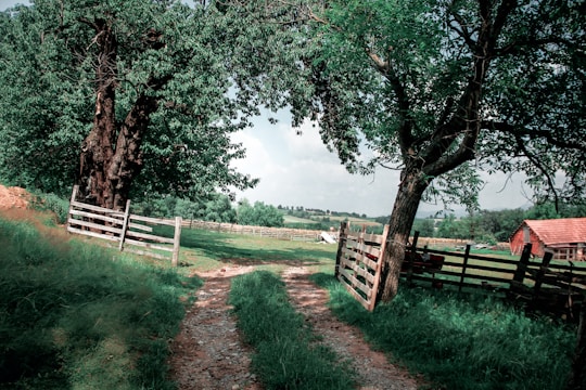 green grass field with brown wooden fence