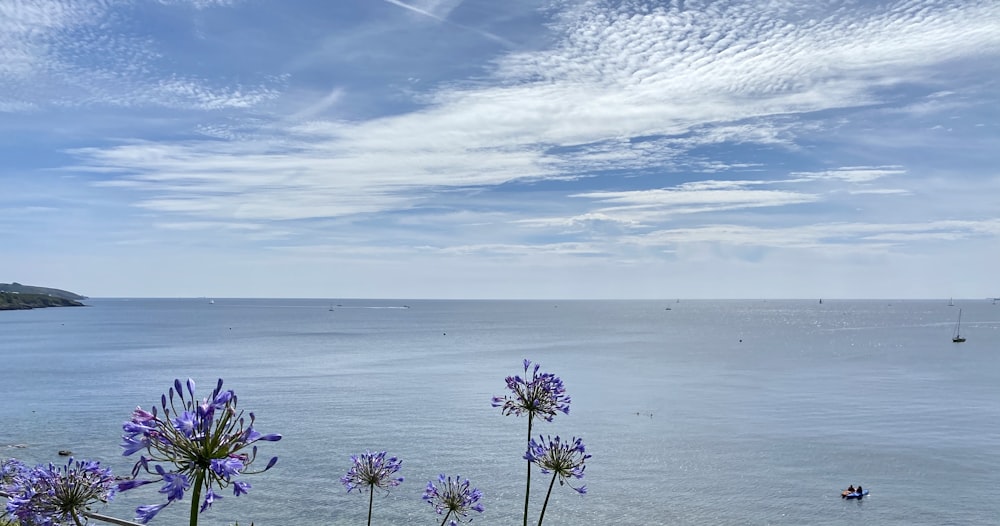 purple flowers near body of water during daytime