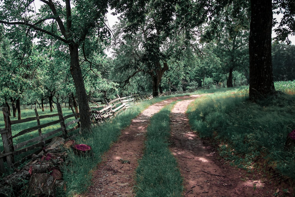 estrada de terra marrom entre grama verde e árvores durante o dia