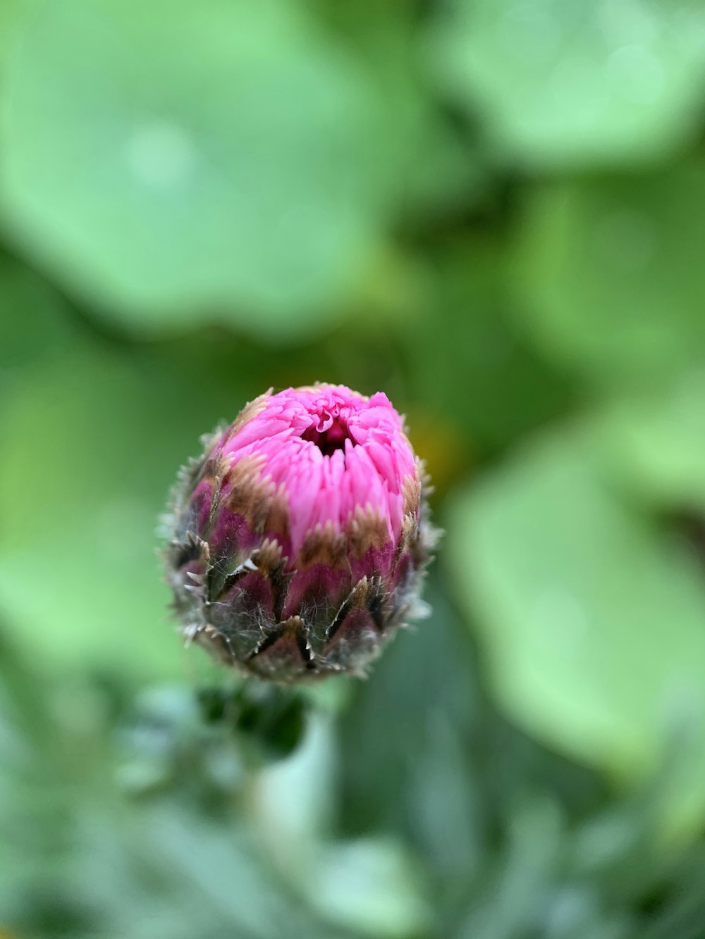 pink flower bud in tilt shift lens