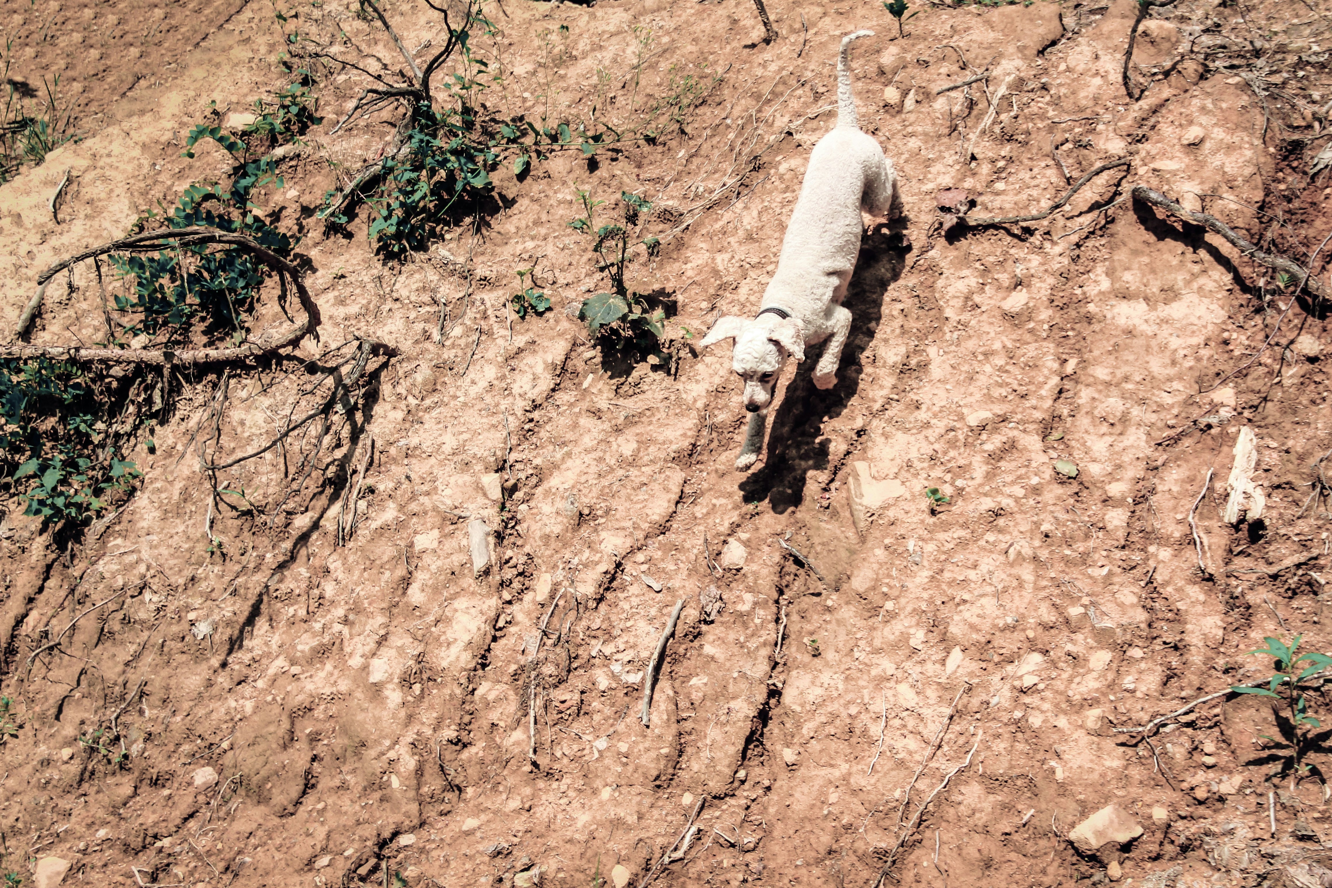 white short coated small sized dog on brown soil