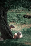 A group of sheep resting under a tree on a sunny day.