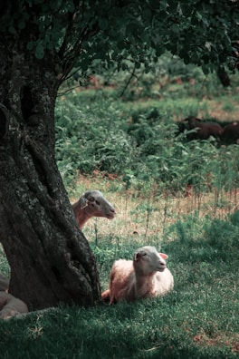 A micro mini mule resting under the shade of a leafy tree.