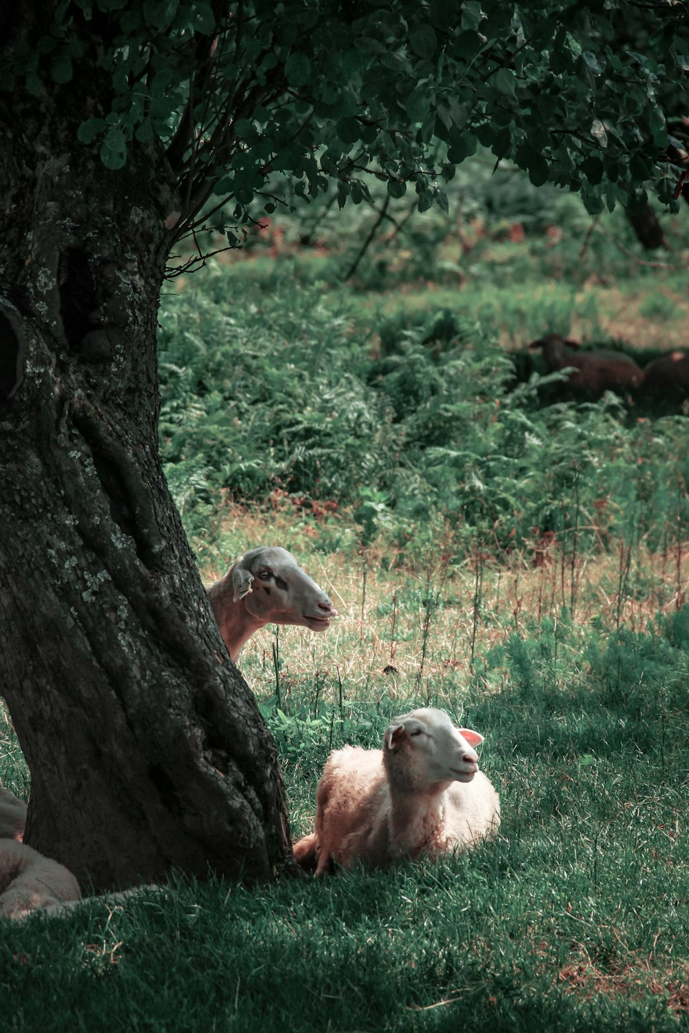 herd of sheep on green grass field during daytime