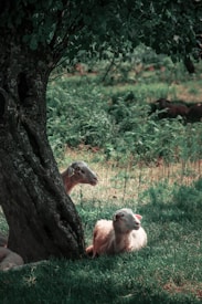 Two sheep rest under the shade of a large tree, surrounded by lush greenery and ferns. The setting appears peaceful and pastoral, with sunlight filtering through the tree leaves.