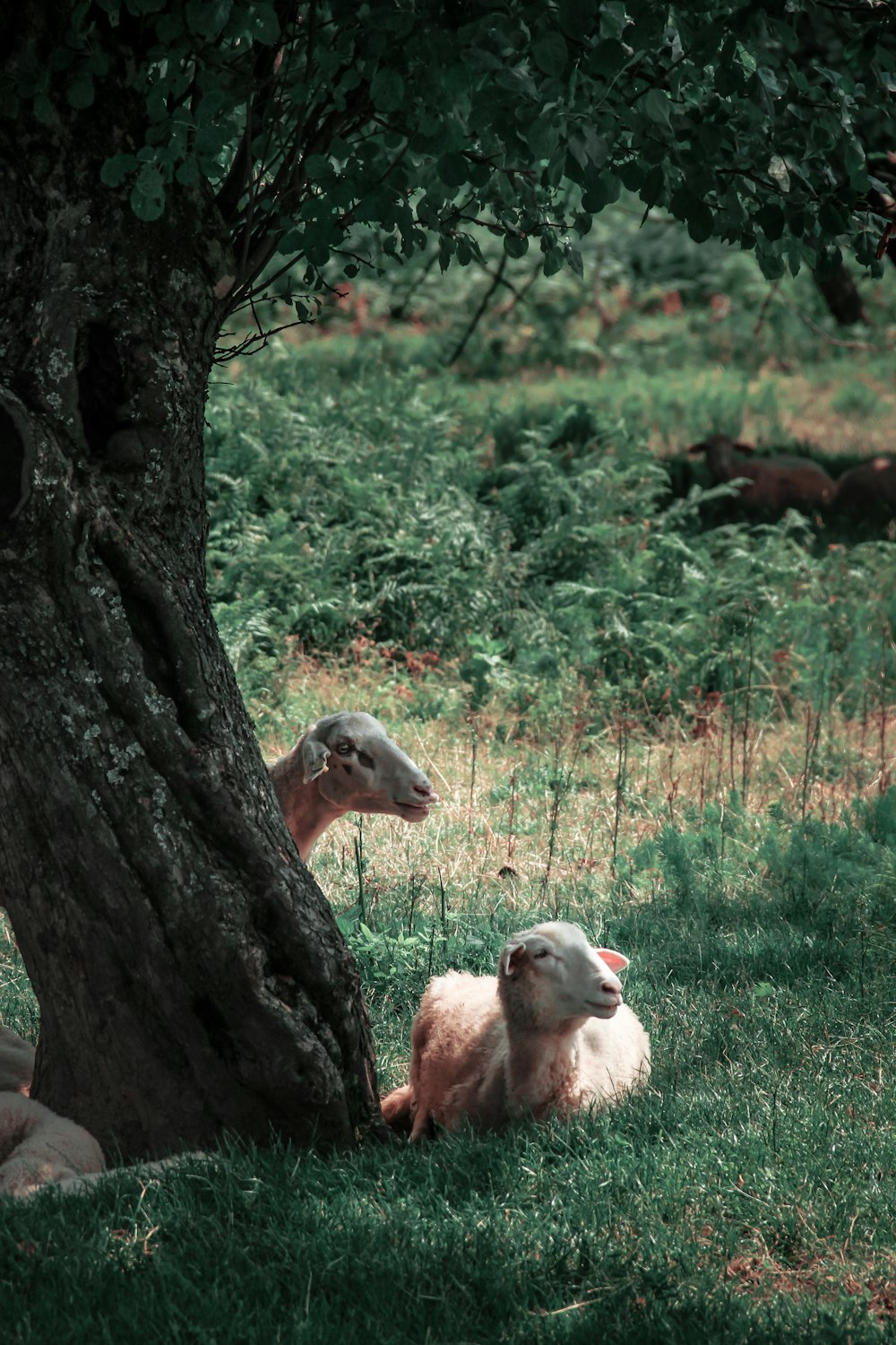 昼間の緑の芝生の羊の群れ