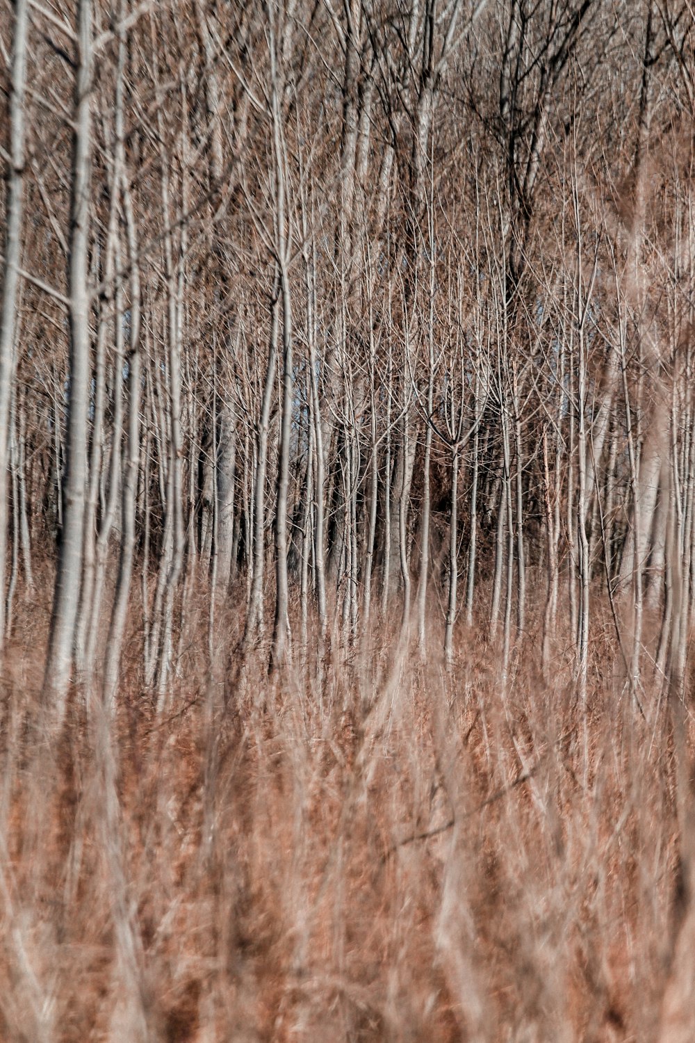 brown grass field during daytime