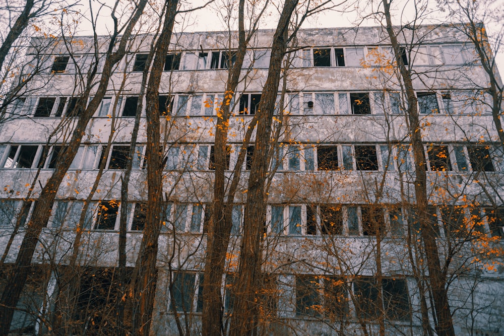 alberi nudi marroni vicino all'edificio in cemento marrone durante il giorno