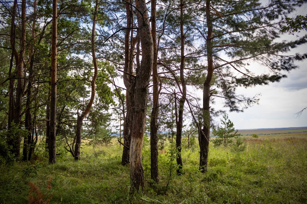 green grass field with trees during daytime