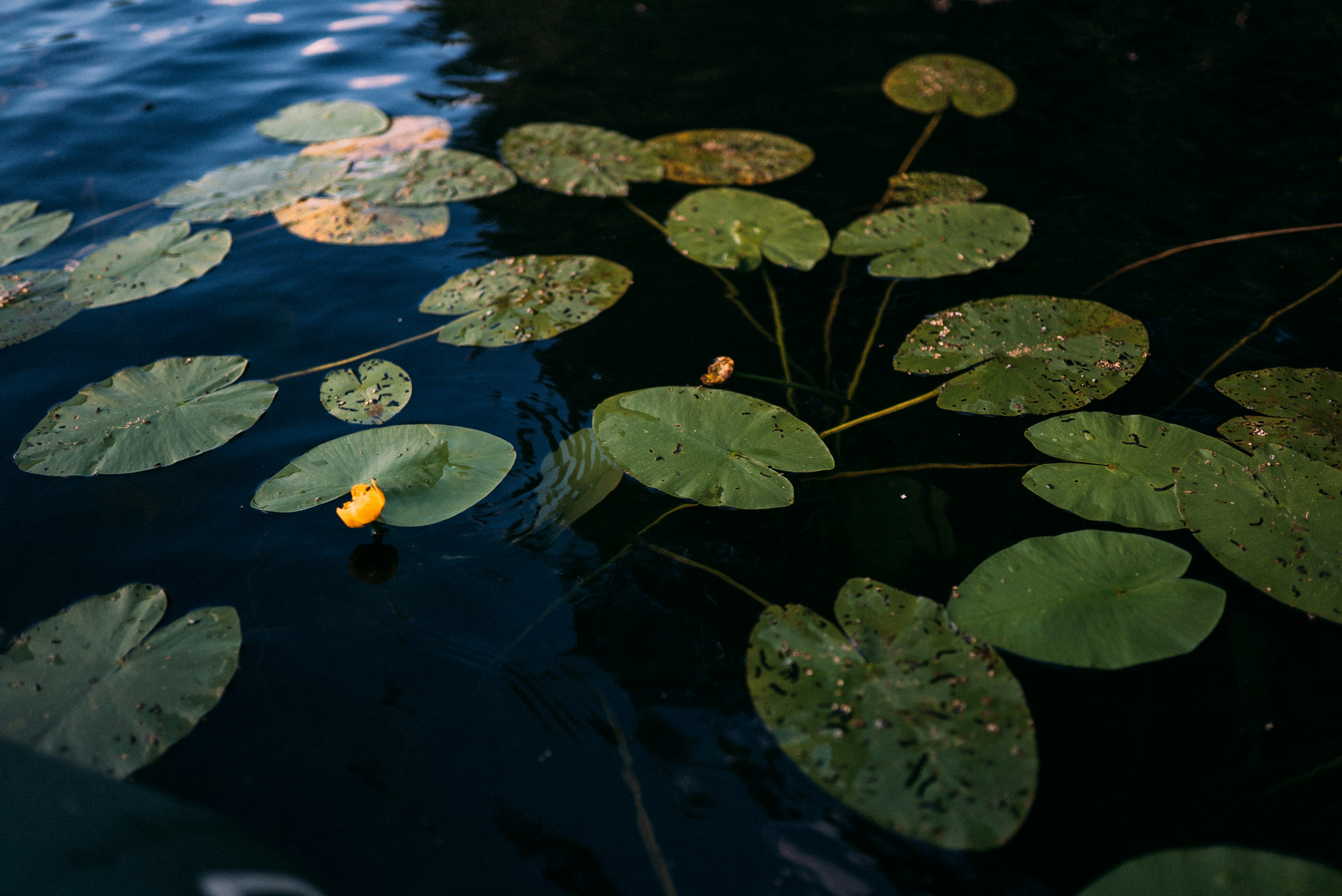 Grüne Blätter auf Wasser während des Tages