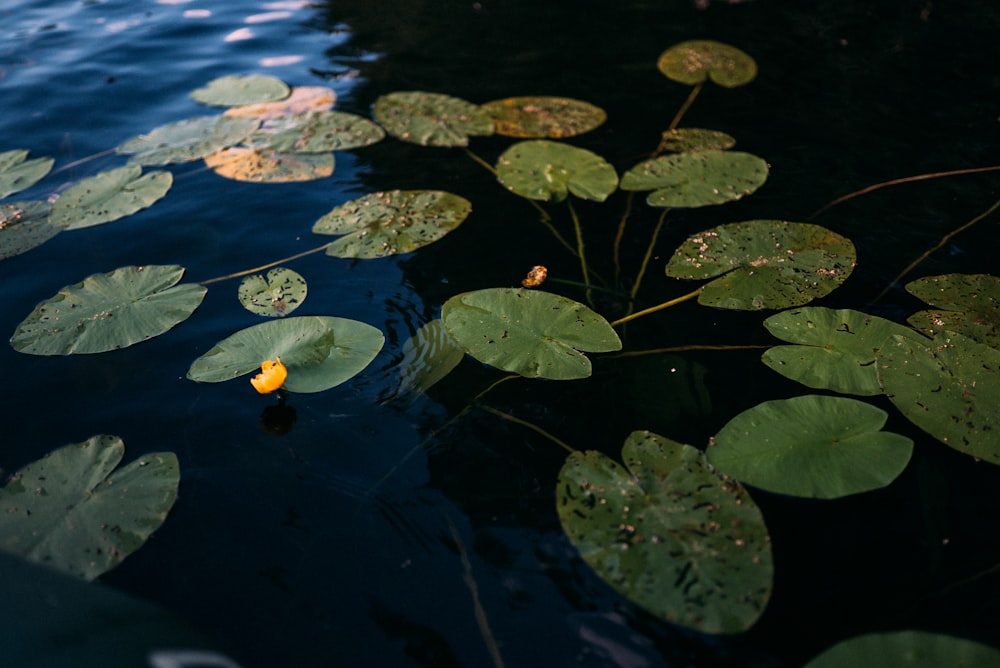 green leaves on water during daytime