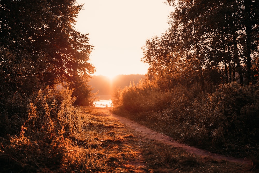 brown dirt road between trees during daytime