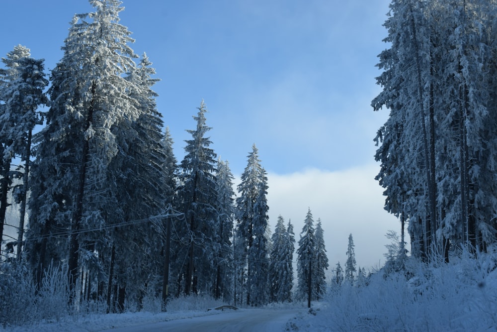 snow covered trees under blue sky during daytime