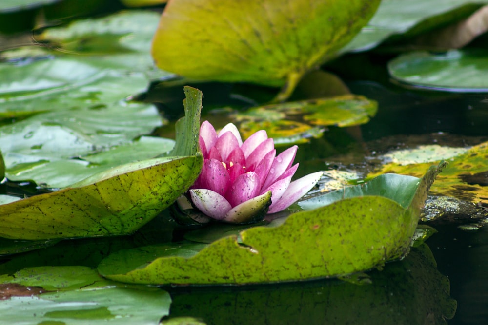 pink lotus flower on water