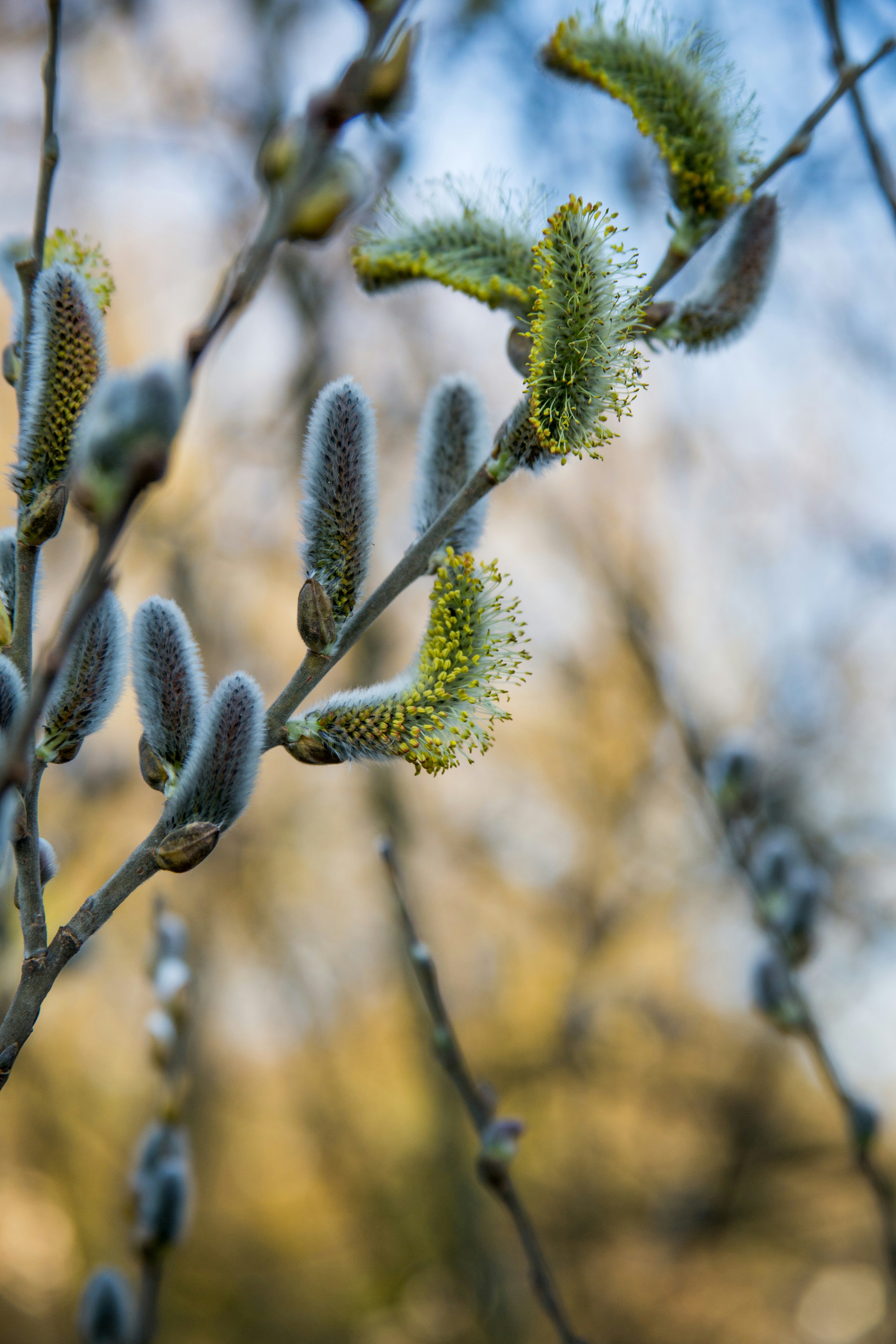 Pussy willow, bush