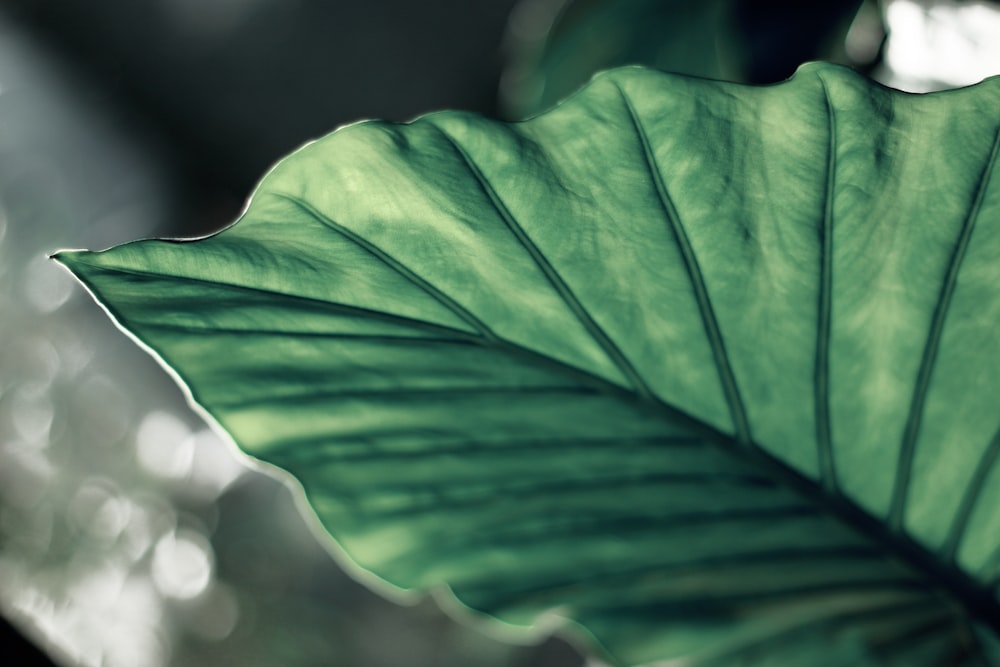 green leaf in close up photography