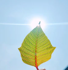 green leaf on white surface