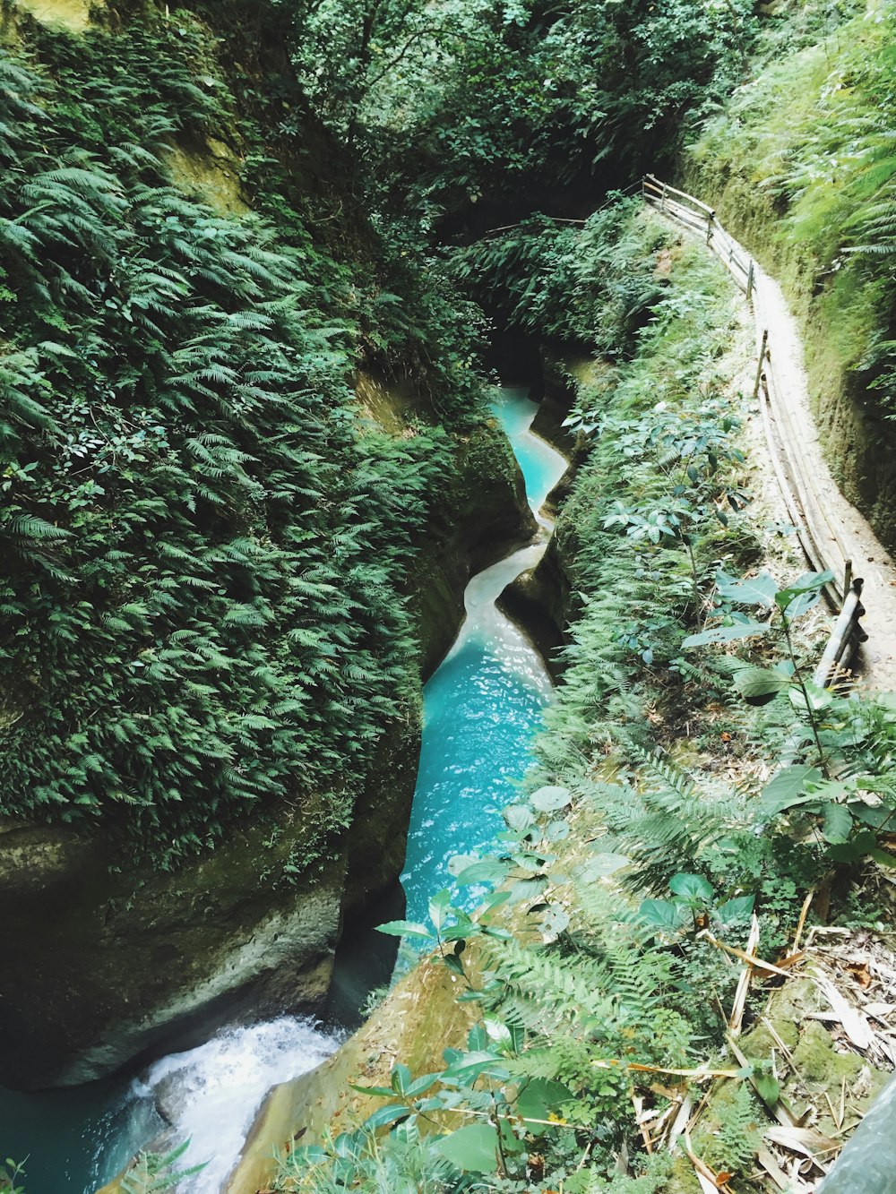 river between green trees during daytime