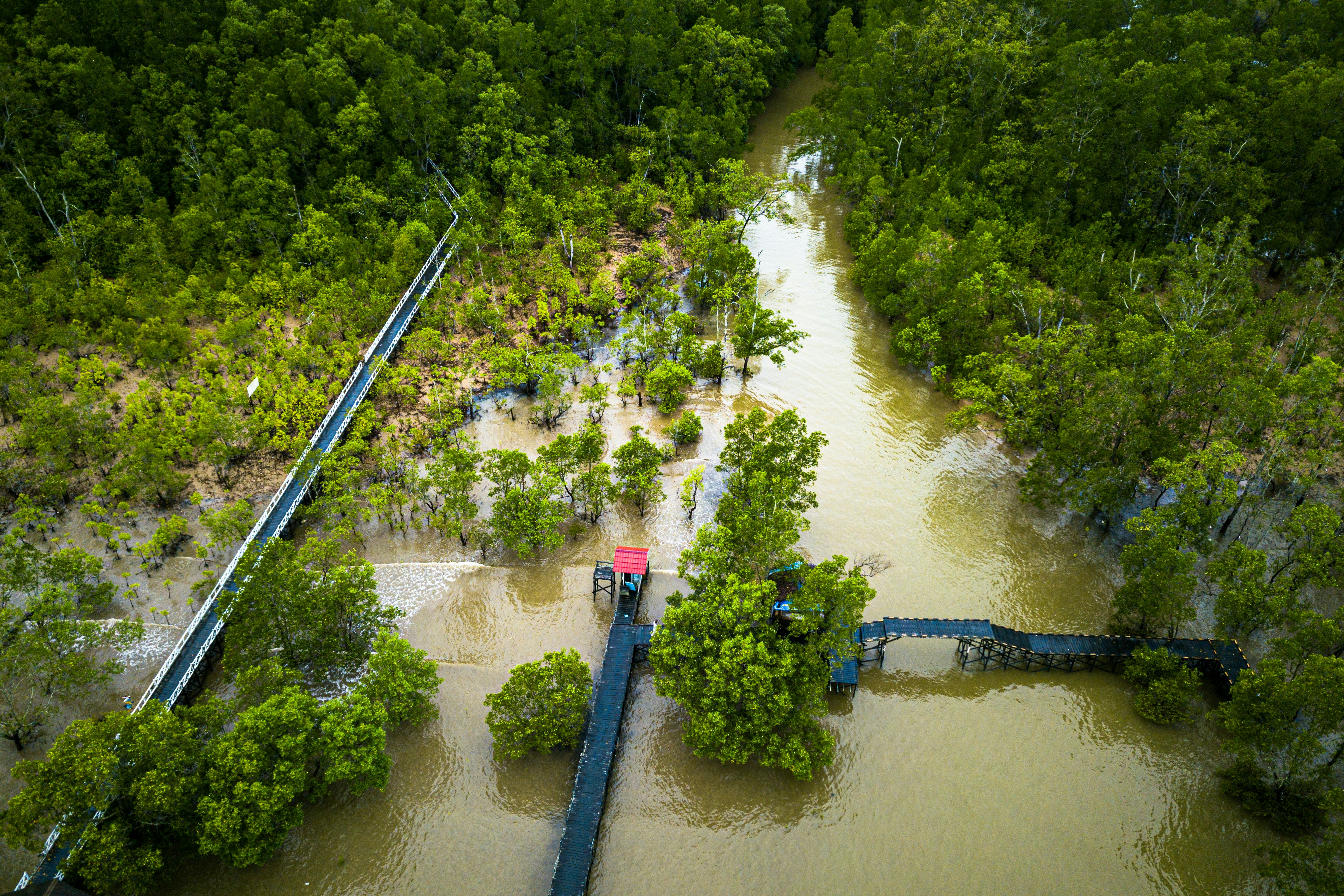 Menjelajahi Keindahan Mangrove Wakatobi: Ekosistem yang Menakjubkan