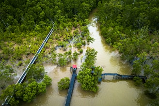 Mangrove trees with winding waterways and cyclists navigating wooden trails over the water.