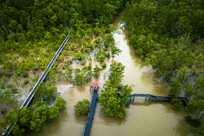 An aerial view of a lush, green mangrove forest intersected by winding waterways. Wooden boardwalks extend over the water, connecting different parts of the forest, providing a path for visitors. The dense foliage and muddy water create a natural and serene landscape.