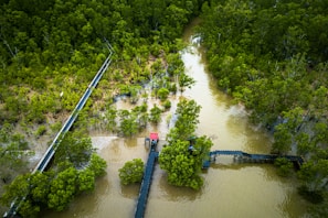 An aerial view of a lush, green mangrove forest intersected by winding waterways. Wooden boardwalks extend over the water, connecting different parts of the forest, providing a path for visitors. The dense foliage and muddy water create a natural and serene landscape.
