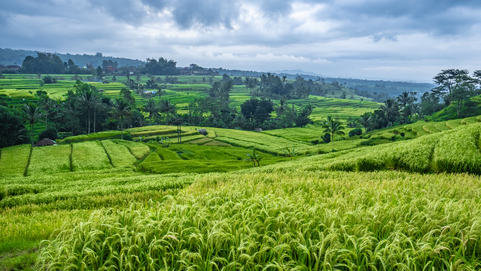 Jatiluwih rice terraces in Bali with wide green rice fields and cloudy sky