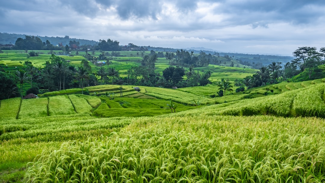 Hill station photo spot Jatiluwih Kabupaten Buleleng